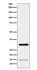 Western blot analysis of Geminin expression in HeLa cell lysate.