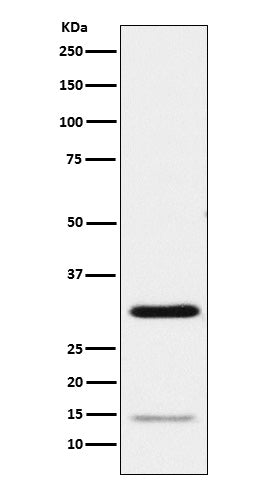 Western blot analysis of Geminin expression in HeLa cell lysate.