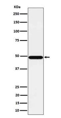Western blot analysis of Tbp7 expression in HeLa cell lysate.