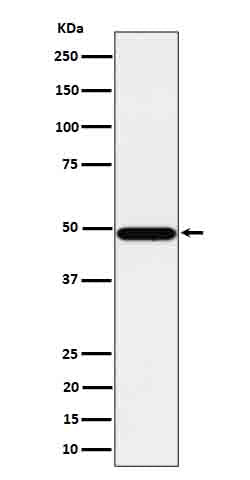 Western blot analysis of Tbp7 expression in HeLa cell lysate.