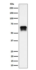 Western blot analysis of PCTAIRE1 expression in BxPC-3 cell lysate.