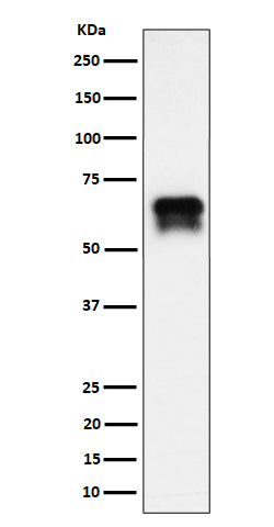 Western blot analysis of PCTAIRE1 expression in BxPC-3 cell lysate.