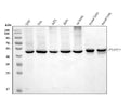 Anti-Flotillin 2 Antibody Picoband® (monoclonal, 4D8A3)