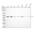 Anti-Flotillin 2 FLOT2 Rabbit Monoclonal Antibody