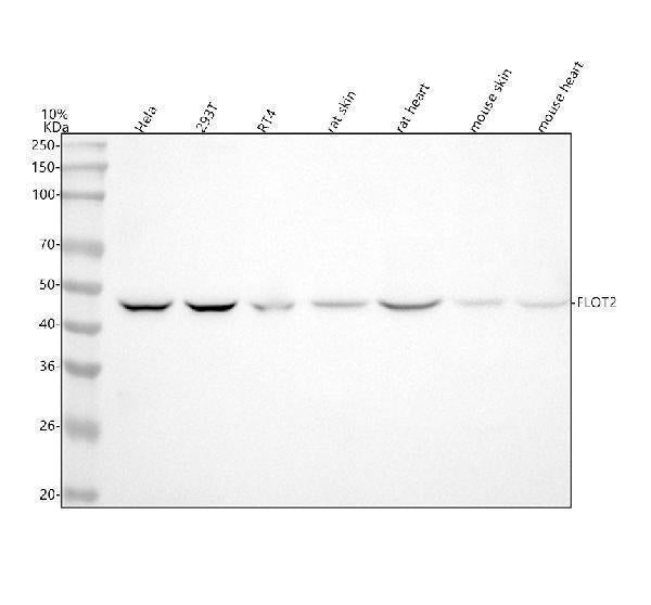 Anti-Flotillin 2 FLOT2 Rabbit Monoclonal Antibody