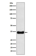 Western blot analysis of Olig1 expression in MOLT4 cell lysate.