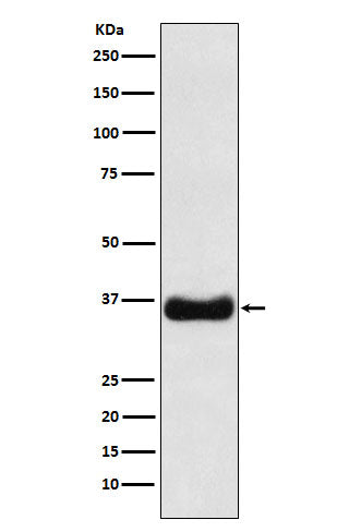 Western blot analysis of Olig1 expression in MOLT4 cell lysate.