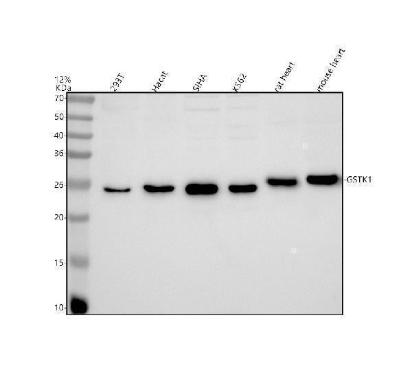 Anti-GSTK1 Rabbit Monoclonal Antibody