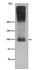 Western blot analysis of mGluR2 expression in Mouse brain lysate.