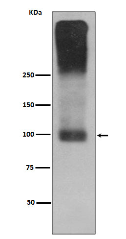 Western blot analysis of mGluR2 expression in Mouse brain lysate.
