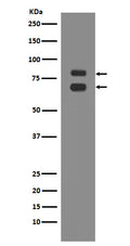 Western blot analysis of ASH2L expression in K562 cell lysate.