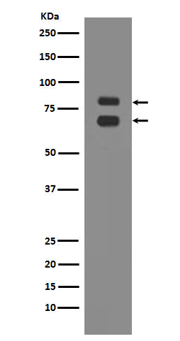 Western blot analysis of ASH2L expression in K562 cell lysate.