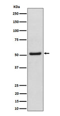 Western blot analysis of NUP50 expression in HeLa cell lysate.
