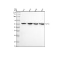 Anti-NUP50 Rabbit Monoclonal Antibody