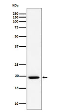 Western blot analysis of UFC1 expression in A549 cell lysate.