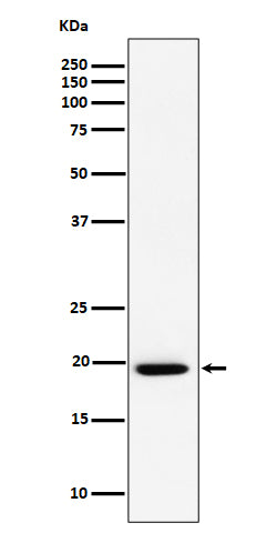 Western blot analysis of UFC1 expression in A549 cell lysate.