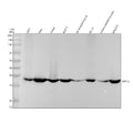 Anti-ARPC2 Rabbit Monoclonal Antibody