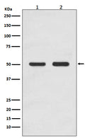 Western blot analysis of AP2M1 expression in (1) HEK293 cell lysate; (2) MCF-7 cell lysate.
