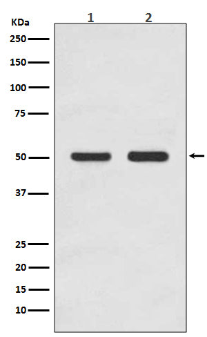 Western blot analysis of AP2M1 expression in (1) HEK293 cell lysate; (2) MCF-7 cell lysate.