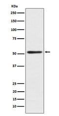 Western blot analysis of SRP54 expression in 293T cell lysate.