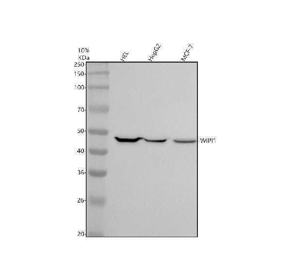 Anti-WIPI1 Rabbit Monoclonal Antibody