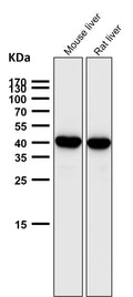 All lanes use the Antibody at 1:5K dilution for 1 hour at room temperature.