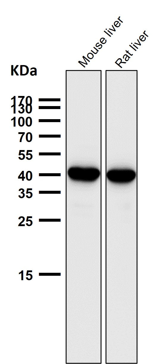 All lanes use the Antibody at 1:5K dilution for 1 hour at room temperature.