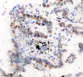 Anti-Histone H1.2 Monoclonal Antibody