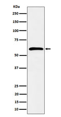 Western blot analysis of Syndecan 3 expression in K562 cell lysate.