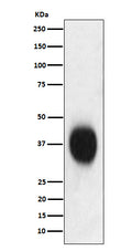 Western blot analysis of CD53 expression in Jurkat cell lysate.