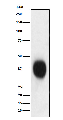 Western blot analysis of CD53 expression in Jurkat cell lysate.