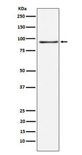 Western blot analysis of RANBP3 expression in 293 cell lysate.