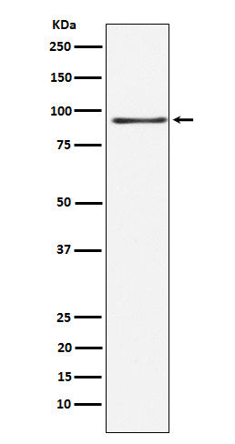 Western blot analysis of RANBP3 expression in 293 cell lysate.