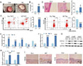 Anti-TWEAKR Rabbit Monoclonal Antibody