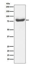 Western blot analysis of RAP80  expression in 293T cell lysate.
