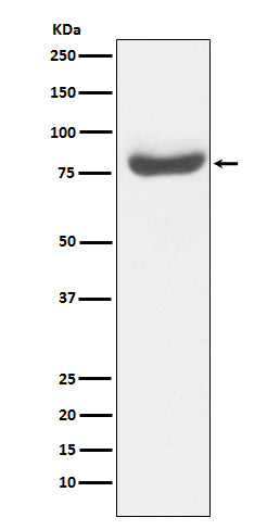 Western blot analysis of RAP80  expression in 293T cell lysate.
