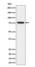 Western blot analysis of BRAT1 expression in HeLa cell lysate.