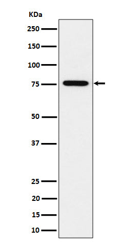 Western blot analysis of BRAT1 expression in HeLa cell lysate.