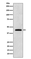 Anti-Renalase Rabbit Monoclonal Antibody