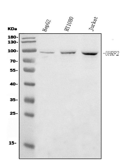 Anti-NIRF Antibody Picoband® (monoclonal, 6B5)