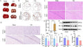Anti-Tubulin gamma Rabbit Monoclonal Antibody