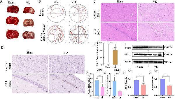Anti-Tubulin gamma Rabbit Monoclonal Antibody