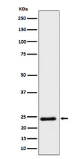 Western blot analysis of Mras expression in HeLa cell lysate.