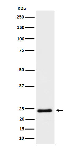 Western blot analysis of Mras expression in HeLa cell lysate.