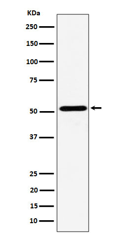 Western blot analysis of NPY5R expression in Ramos cell lysate.