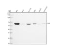 Anti-CBX2 Rabbit Monoclonal Antibody