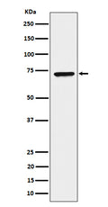Western blot analysis of CTP synthase / CTPS expression in HeLa cell lysate.