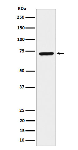 Western blot analysis of CTP synthase / CTPS expression in HeLa cell lysate.