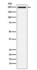 Western blot analysis of Plexin A1 expression in HUVEC cell lysate.