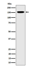 Western blot analysis of NUP155 expression in 293 cell lysate.